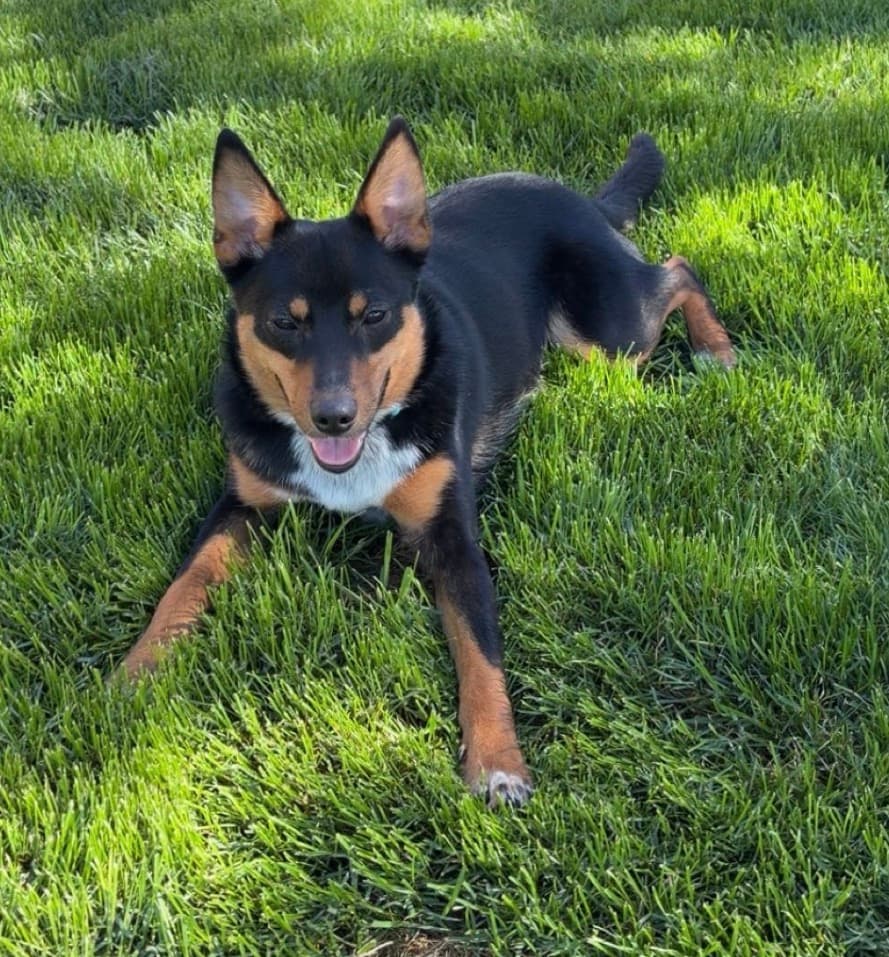 Jack photo 2