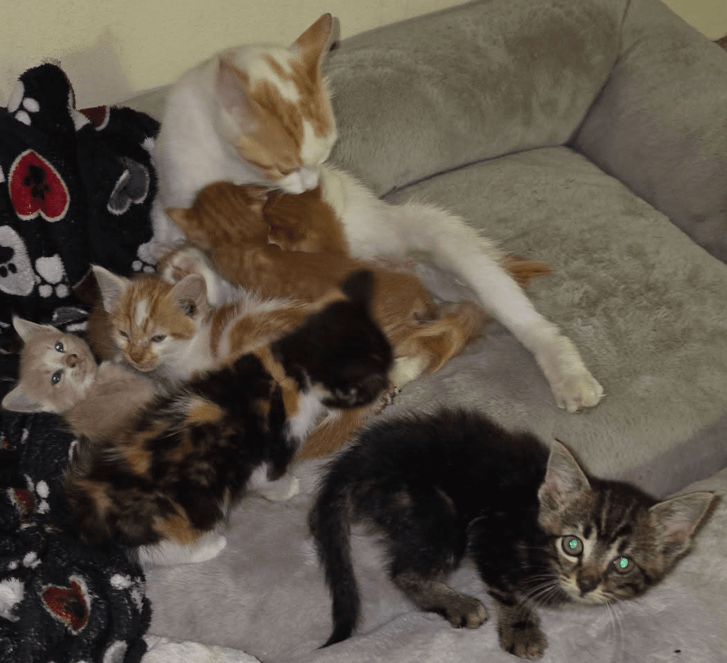 Kitty City
