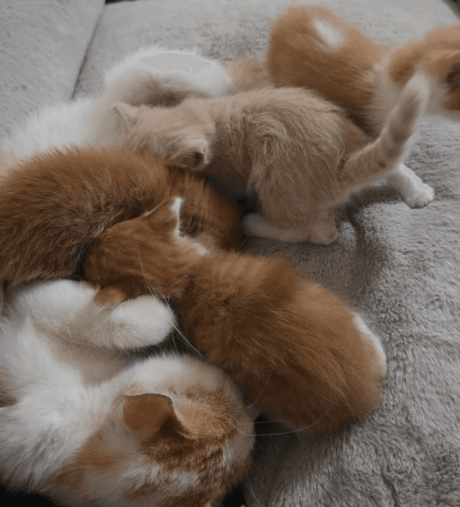 Kitty City photo 2